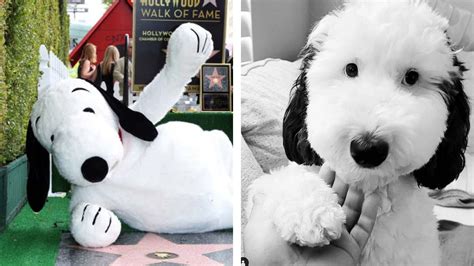 bayley dog snoopy|Snoopys real